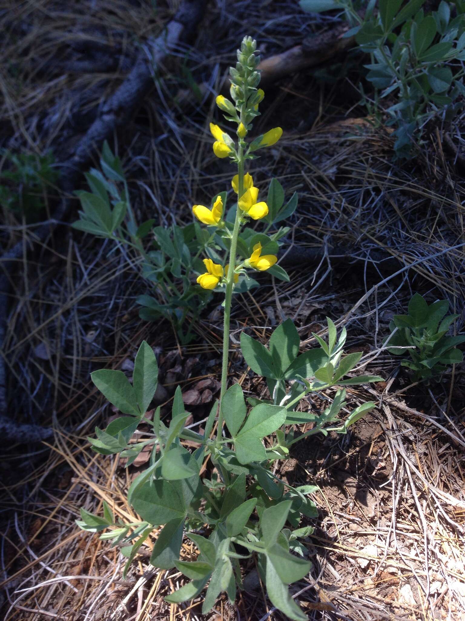 Image of California goldenbanner