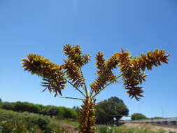 Image of Cyperus dives Delile