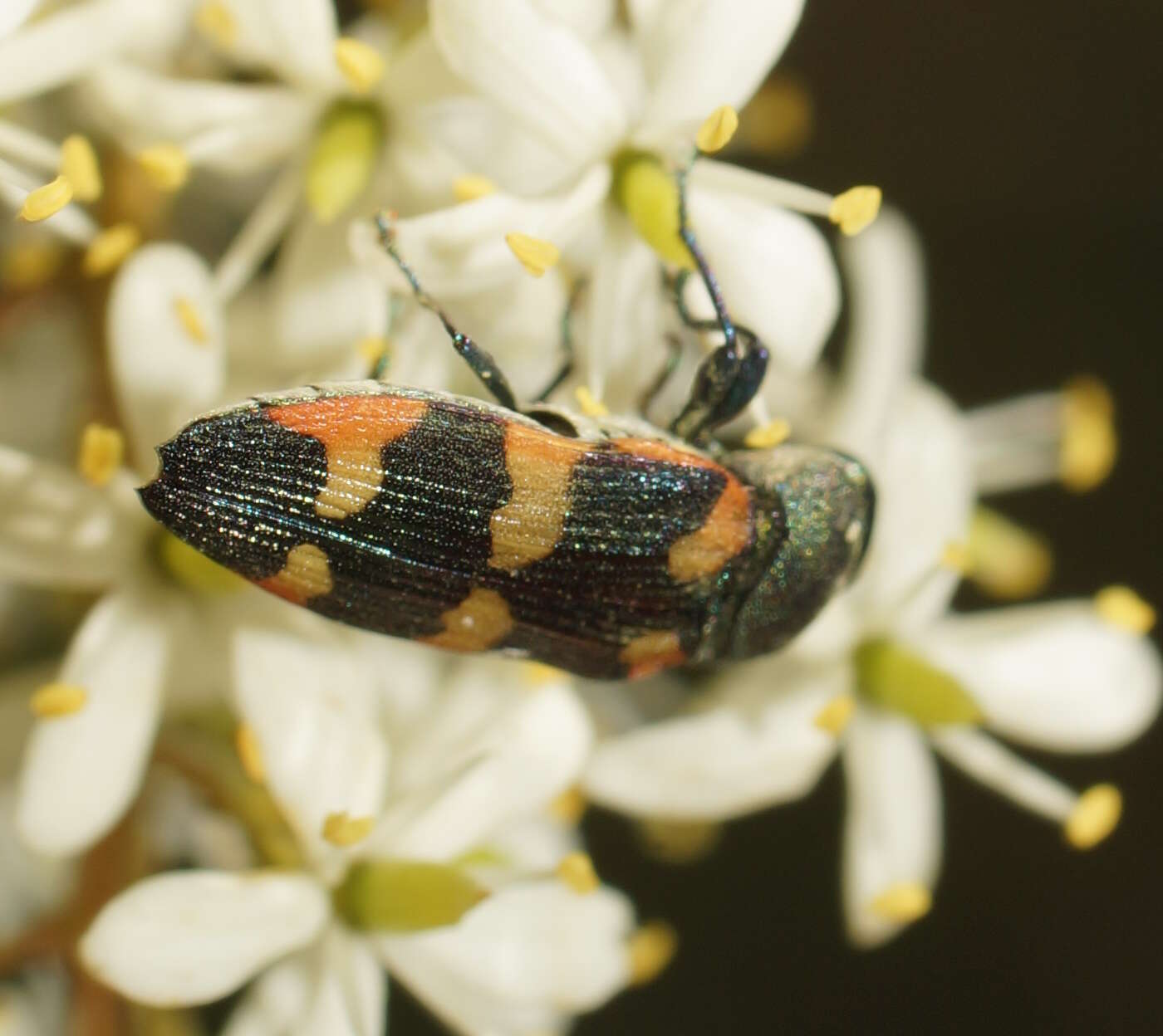 Image of Castiarina sexplagiata (Gory 1841)