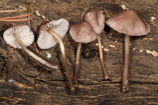 Mycena rubromarginata (Fr.) P. Kumm. 1871 resmi