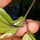 Image of Dioscorea analalavensis Jum. & H. Perrier