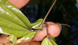 Image of Dioscorea analalavensis Jum. & H. Perrier