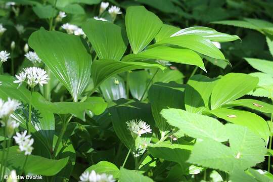 Image de Polygonatum latifolium (Jacq.) Desf.