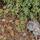 Image of Pimelea prostrata subsp. vulcanica C. J. Burrows