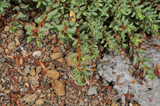 Image of Pimelea prostrata subsp. vulcanica C. J. Burrows