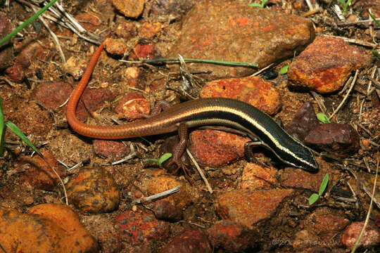 Image of Lined Firetail Skink