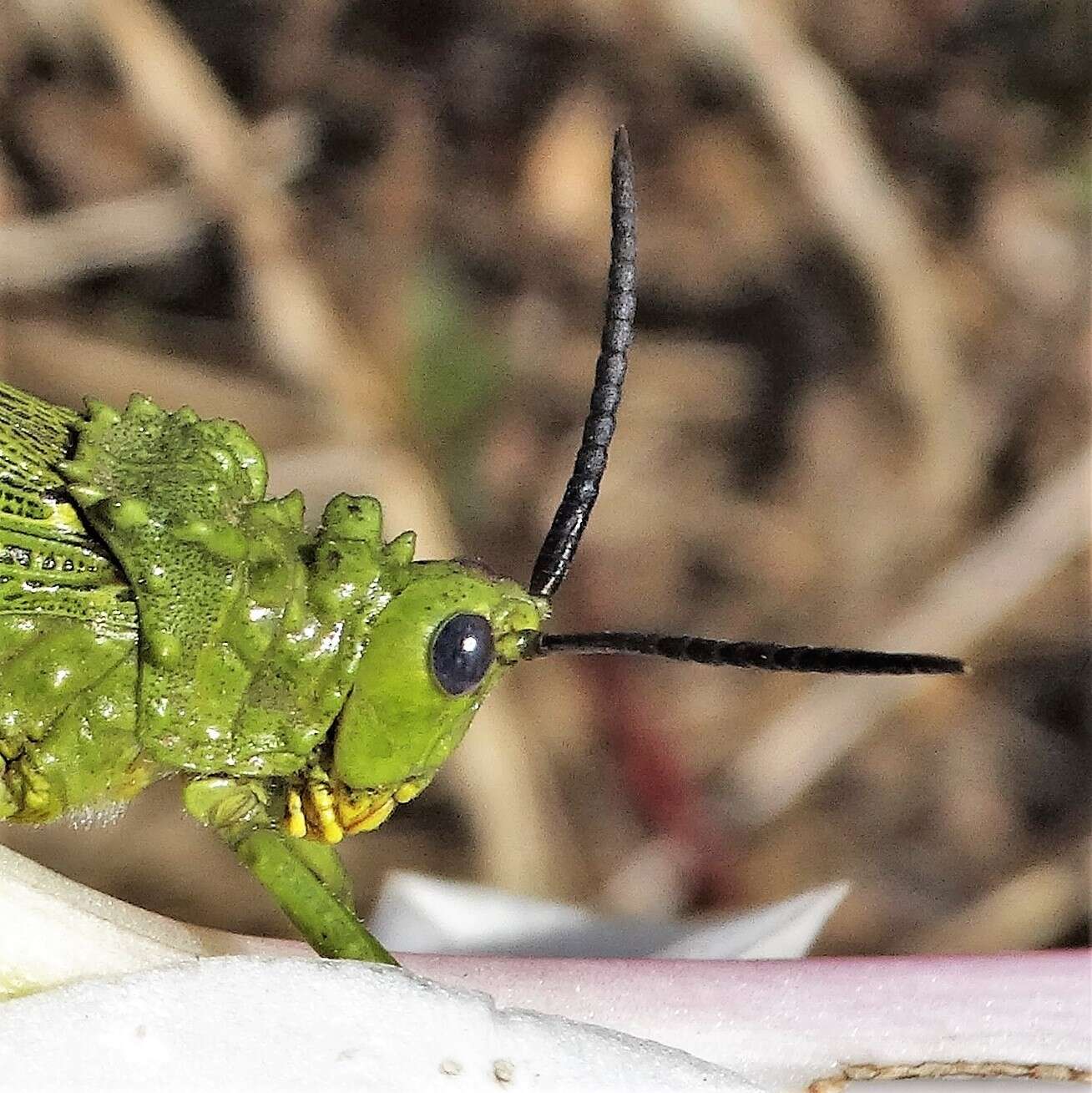 صورة Phymateus (Phymateus) viridipes Stål 1873