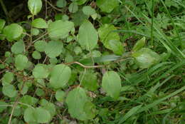 Image of Fuchsia colensoi Hook. fil.