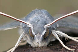 Image of dusky hawk-moth