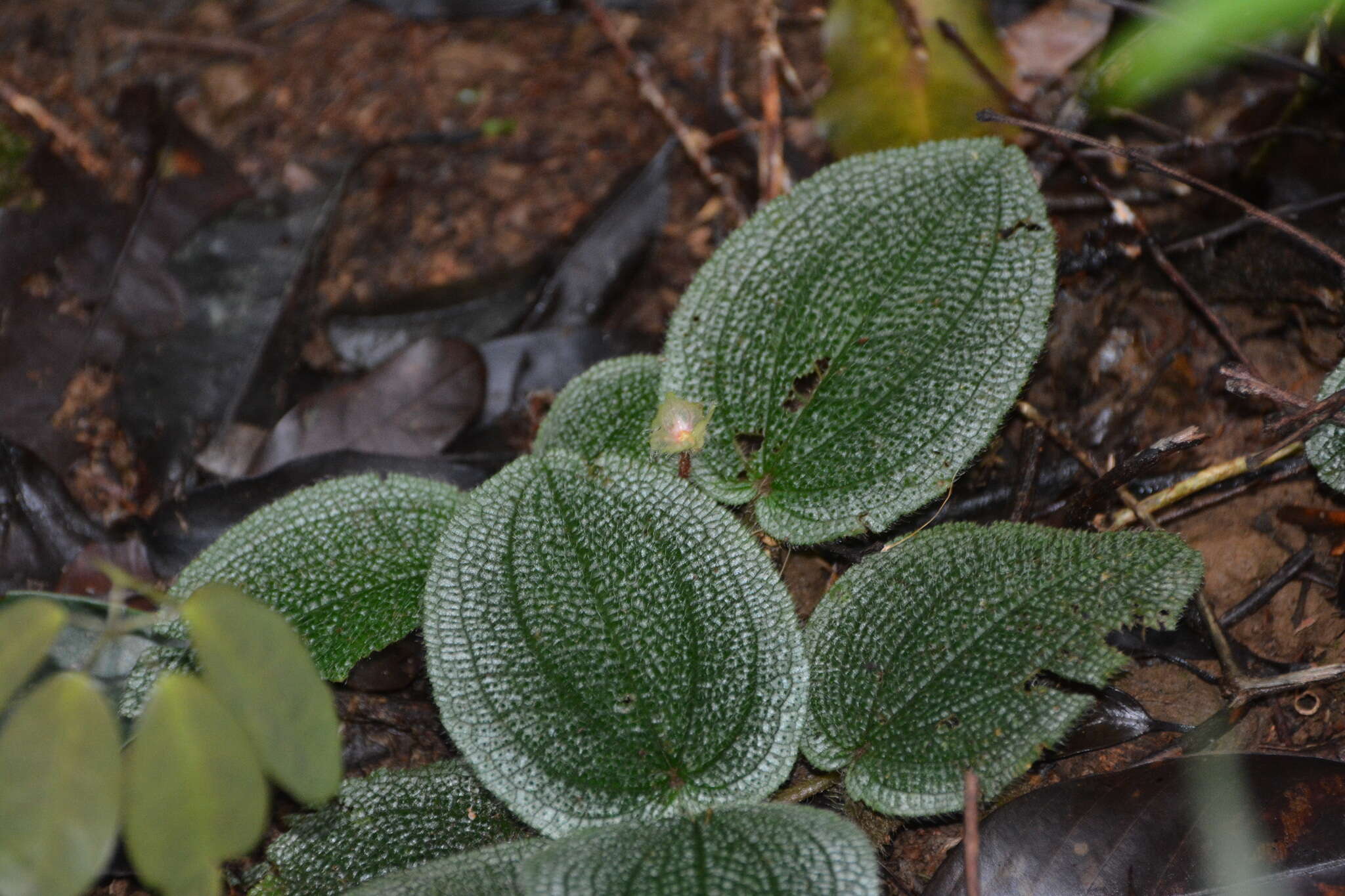 Image of Phyllagathis prostrata C. Hansen