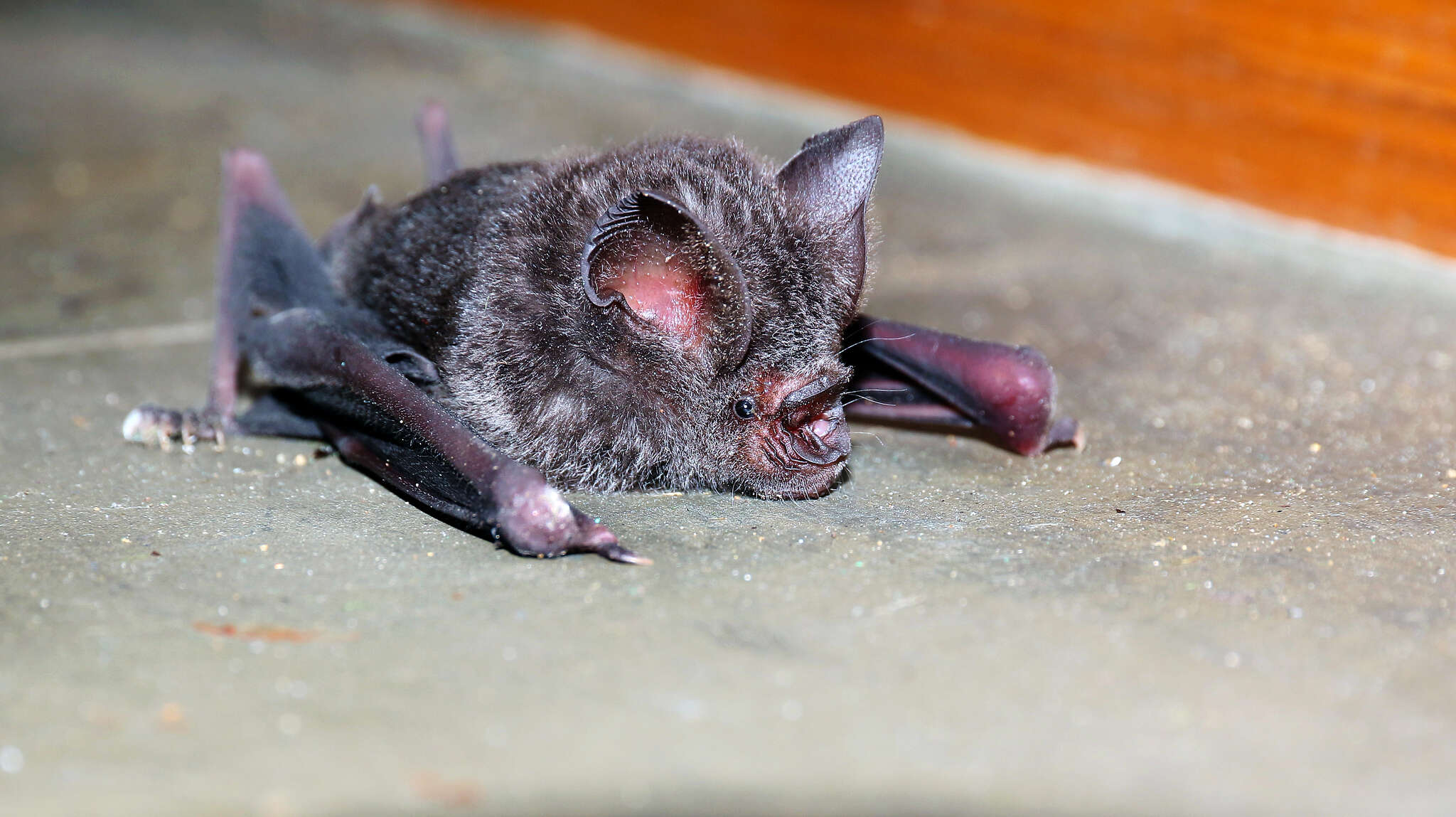 Plancia ëd Hipposideros speoris (Schneider ex Schreber 1800)