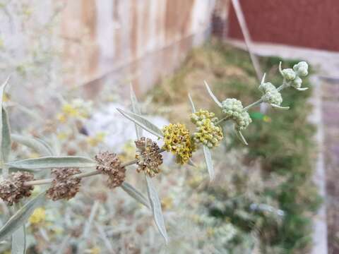 صورة Buddleja sessiliflora Kunth