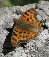 Image of Satyr Comma