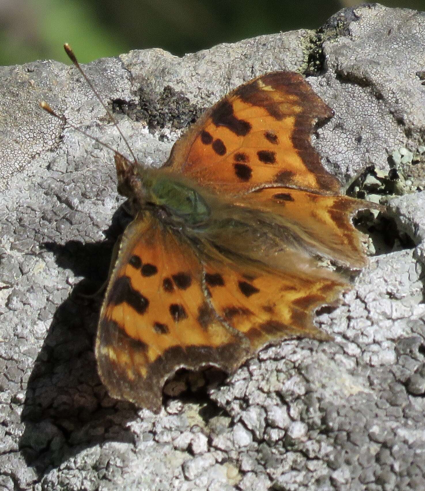 Image of Satyr Comma