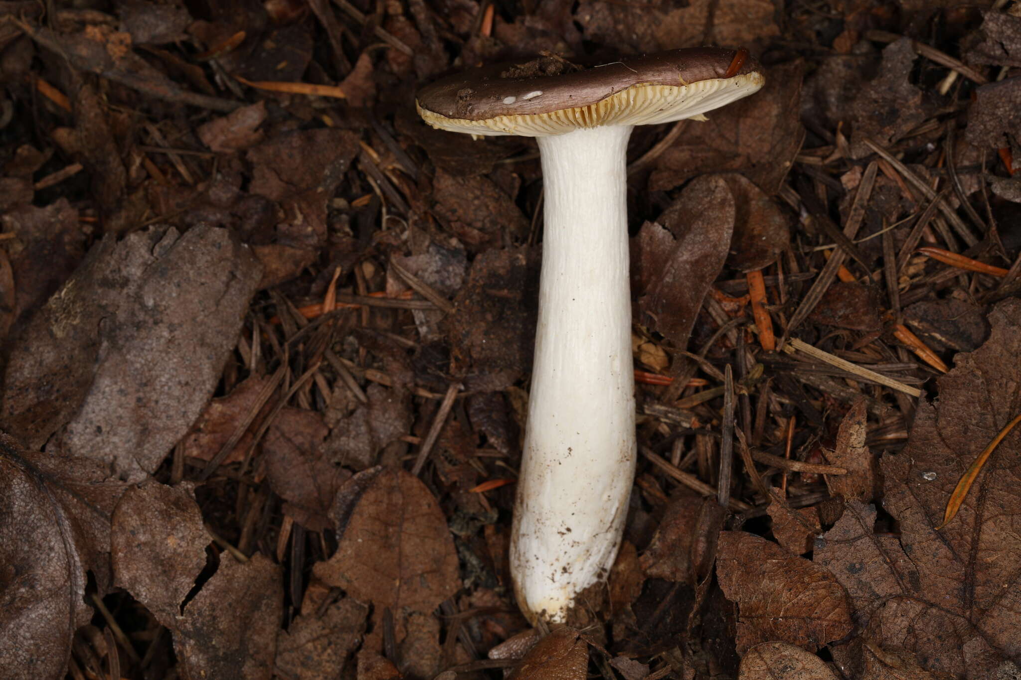 صورة Russula murrillii Burl. 1913