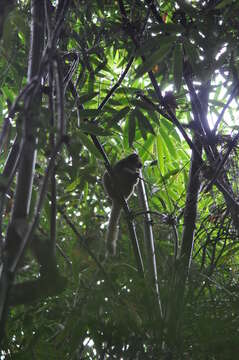 Image of golden bamboo lemur