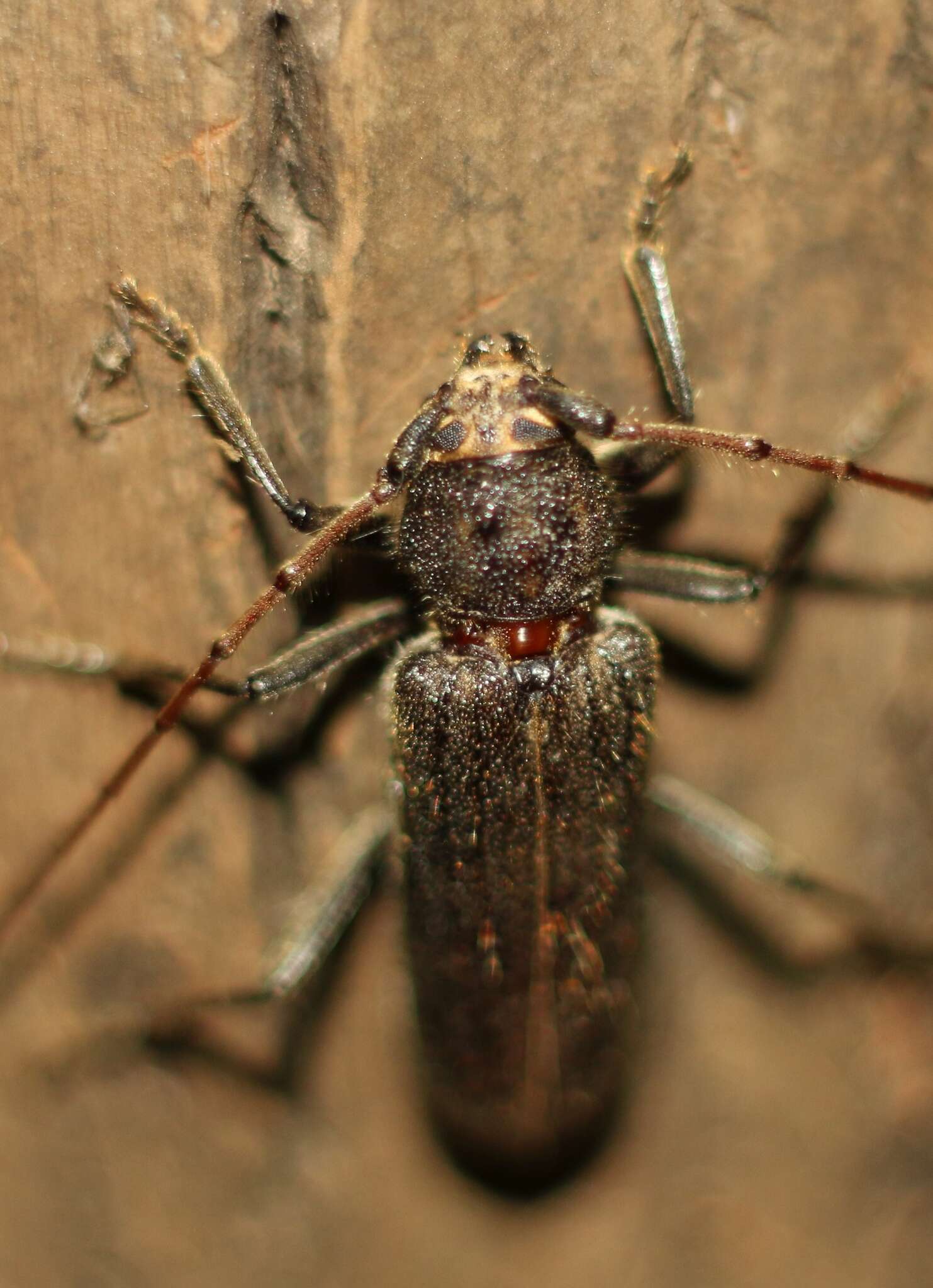 Image of Kulsi teak borer