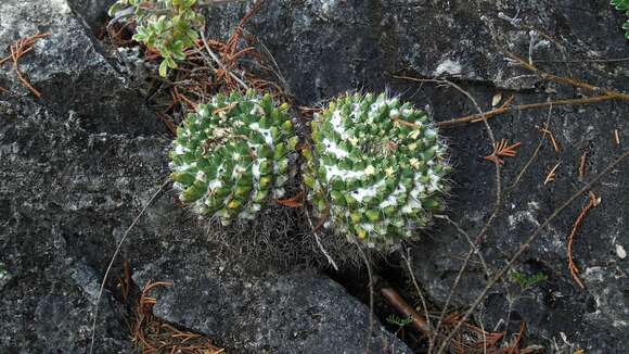 Image of Mammillaria karwinskiana subsp. karwinskiana