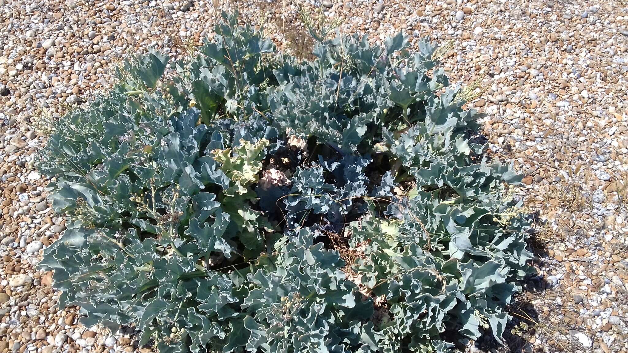 Image of sea kale