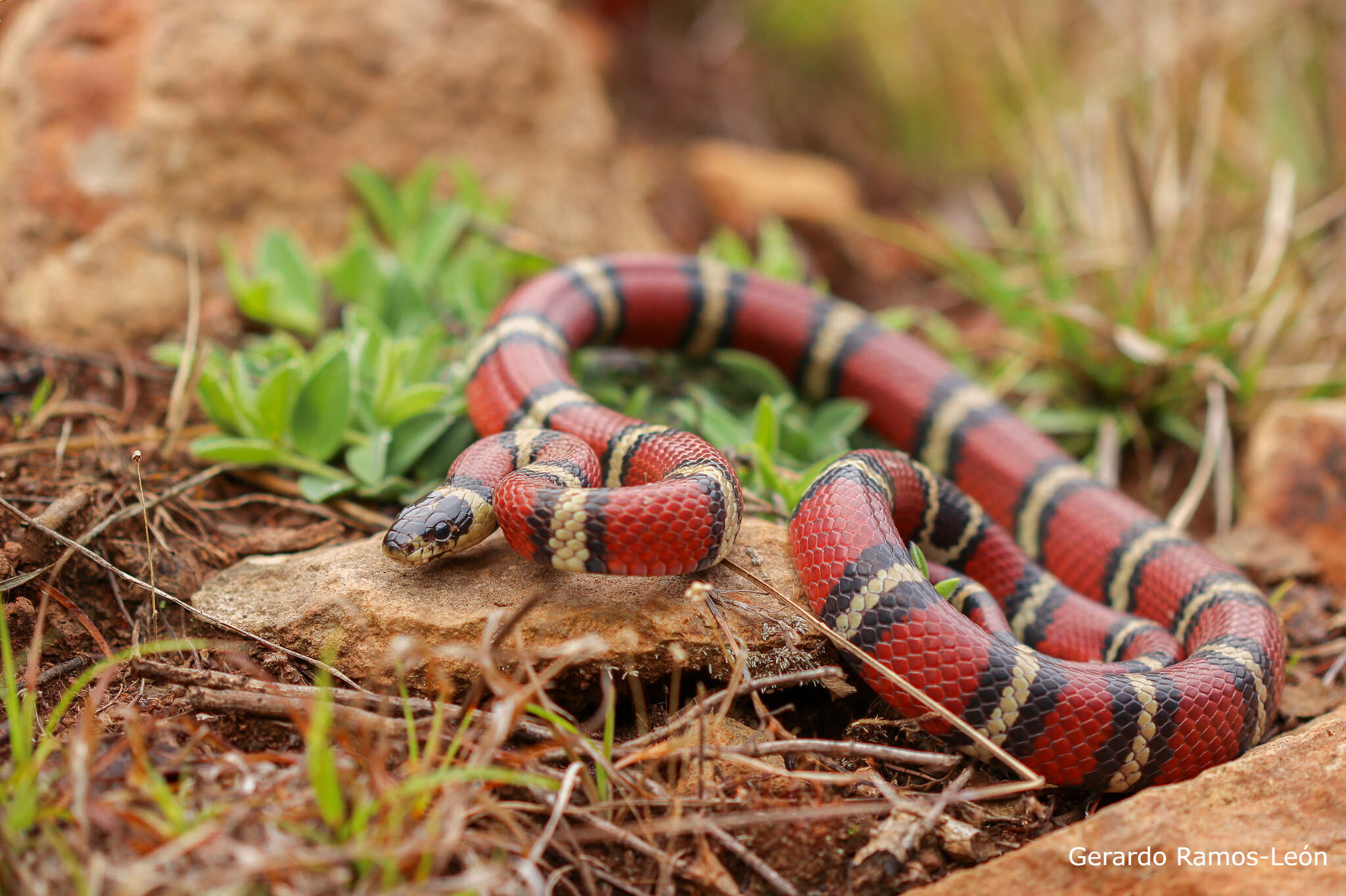 Image of Ruthvens Kingsnake