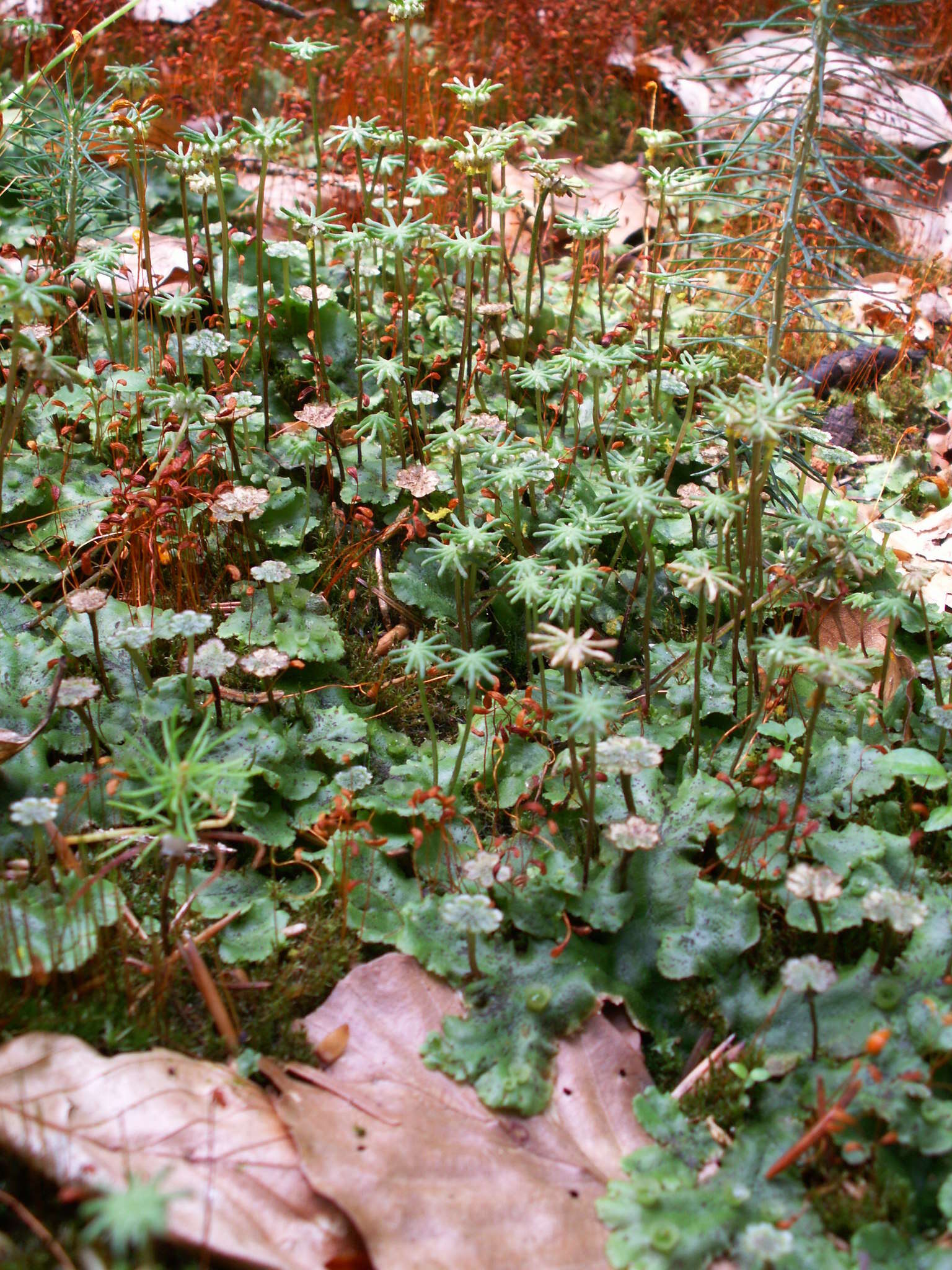 Image of Marchantia polymorpha subsp. ruderalis Bischl. & Boissel.-Dub.