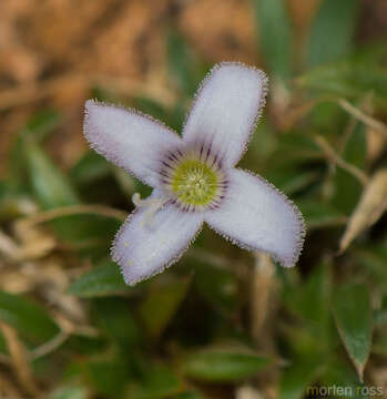 Image of Oldenlandia pulvinata (Balf. fil.) Vierh.