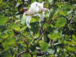 Image of Bauhinia petersiana Bolle