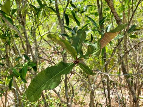 Euphorbia perrieri Drake resmi