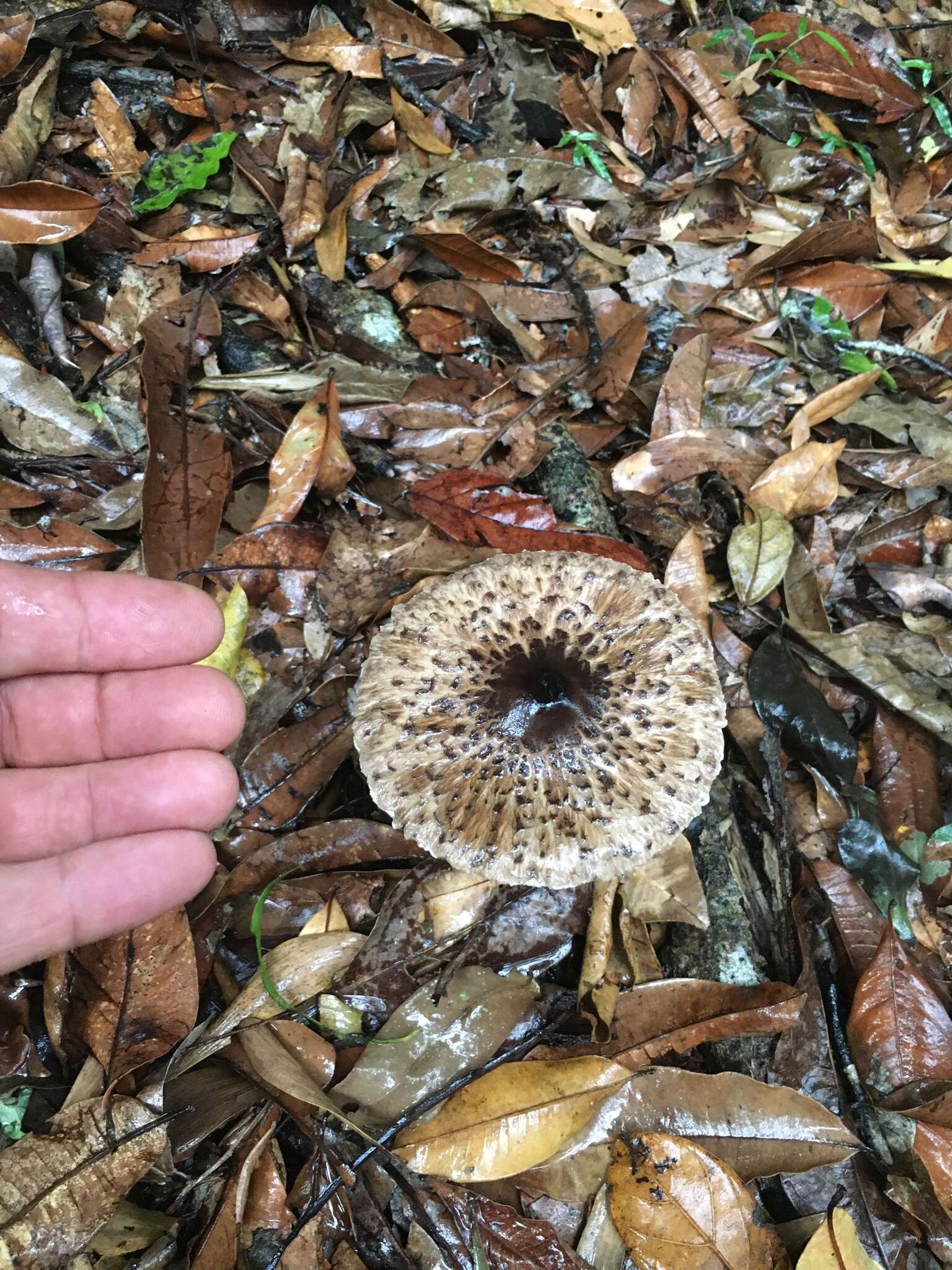 صورة Macrolepiota eucharis Vellinga & Halling 2003