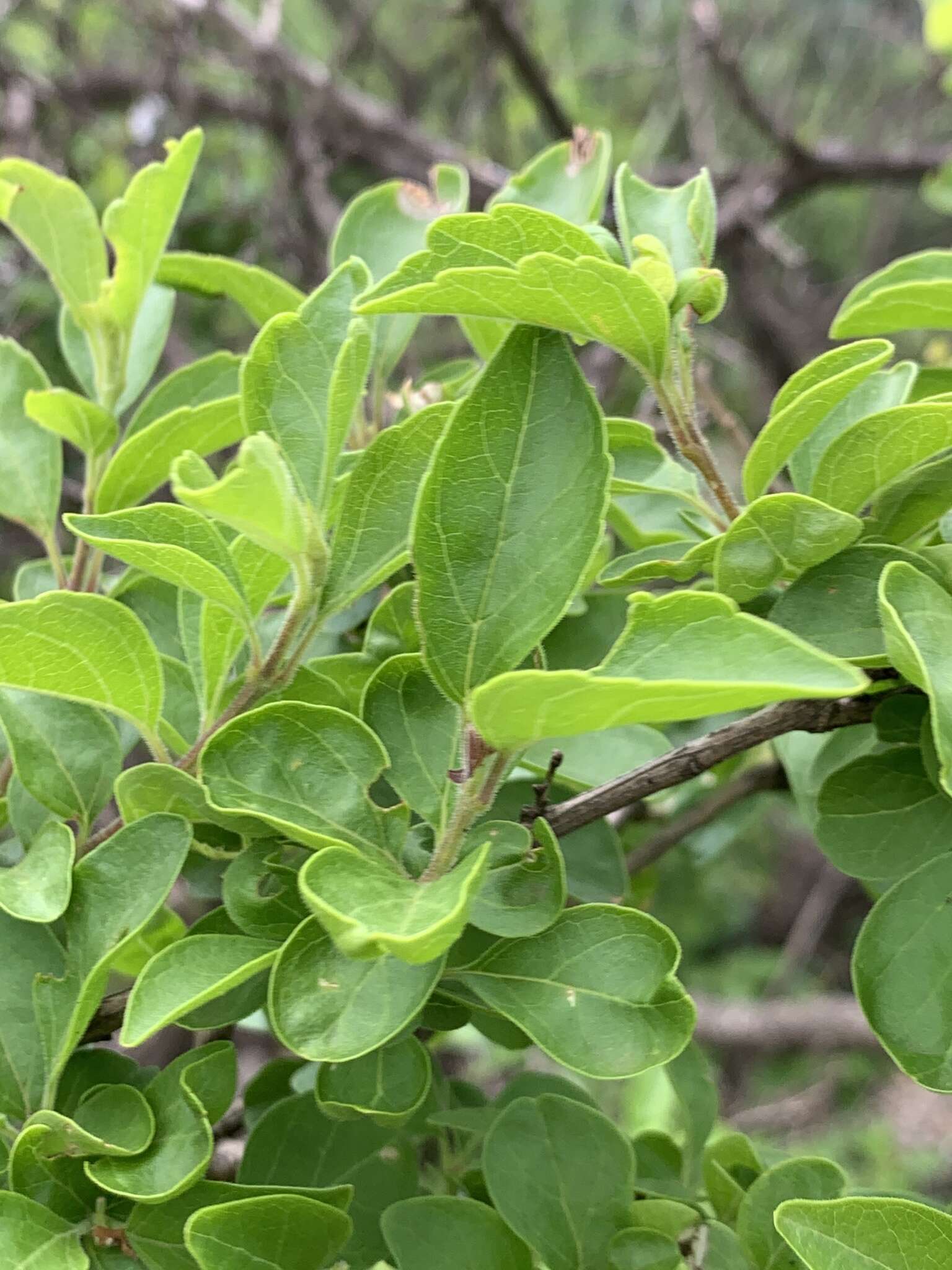 Image of Premna mooiensis (H. Pearson) W. Piep.