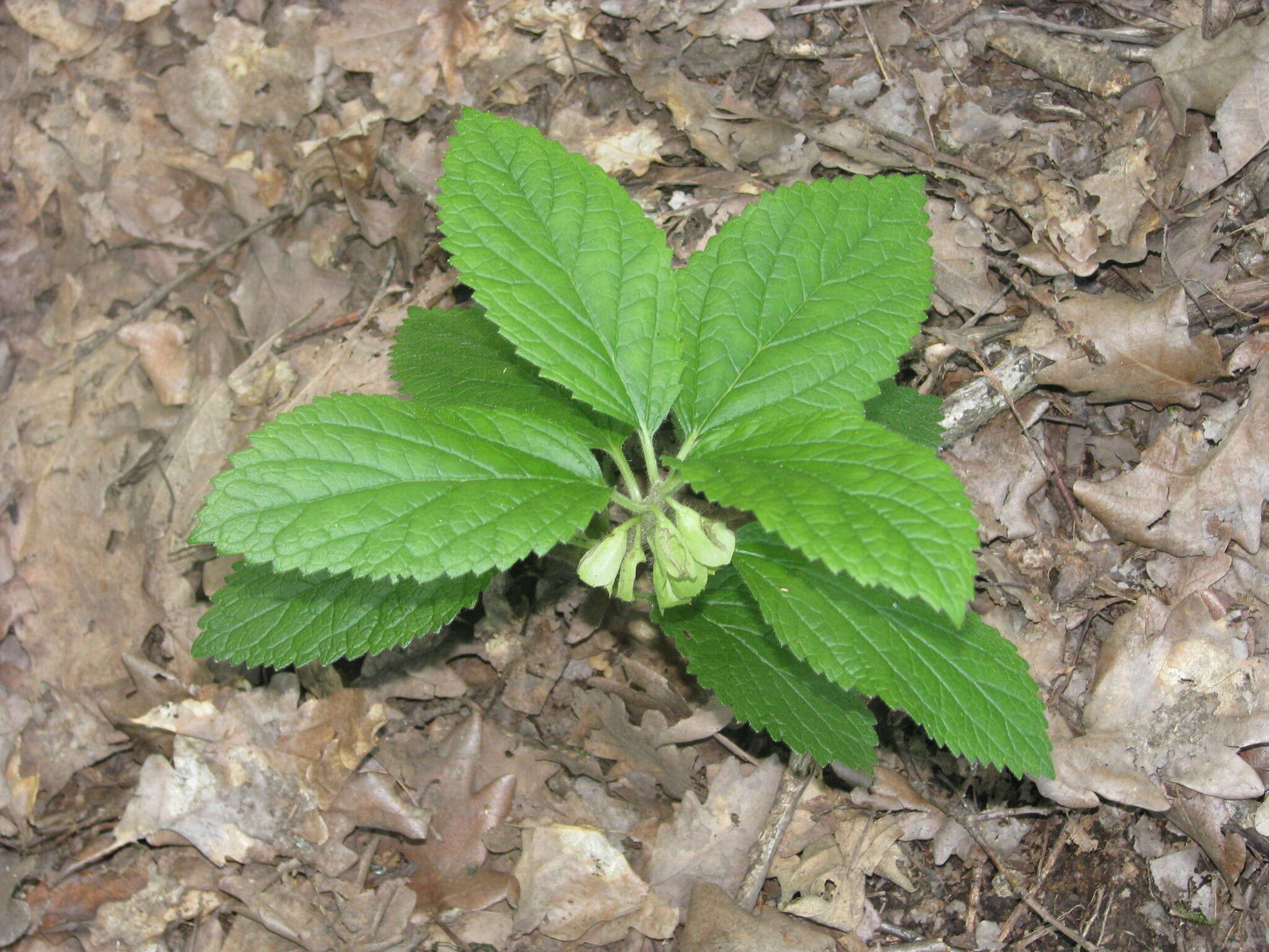 Plancia ëd Melittis melissophyllum subsp. carpatica (Klokov) P. W. Ball