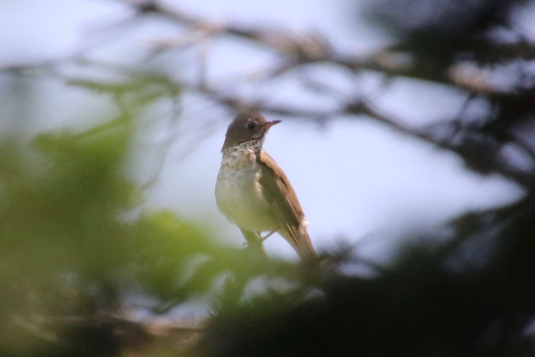 Image of Bicknell's thrush