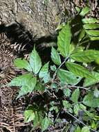 Image of Pellionia scabra Benth.