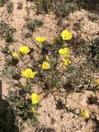 Oenothera tubicula Gray resmi