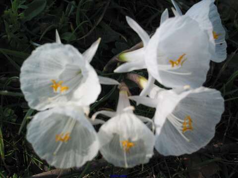 Image de Narcissus cantabricus DC.