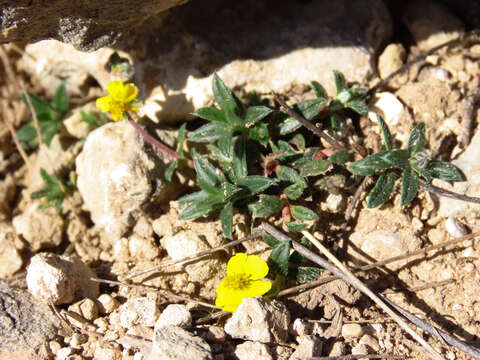 Image of Hoary Rock-rose