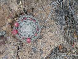 Image de Mammillaria johnstonii Orcutt