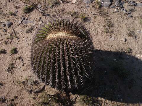 Image of Cactus