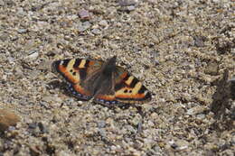 Imagem de <i>Aglais ladakensis</i>