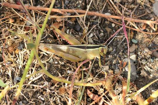 Heteracris pterosticha (Fischer von Waldheim 1833)的圖片