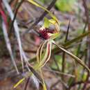 Caladenia verrucosa G. W. Carr resmi