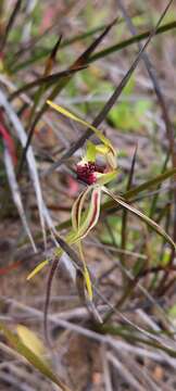 Image of Mallee spider orchid