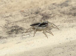 Image of Zenodorus swiftorum (Zhang & Maddison 2012)