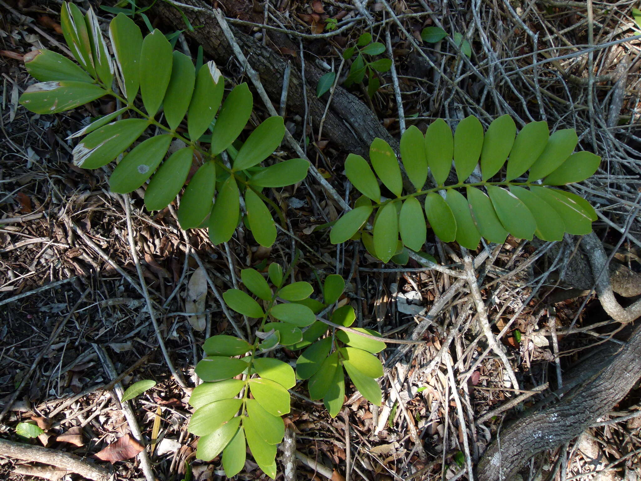 Image of Cardboard Palm