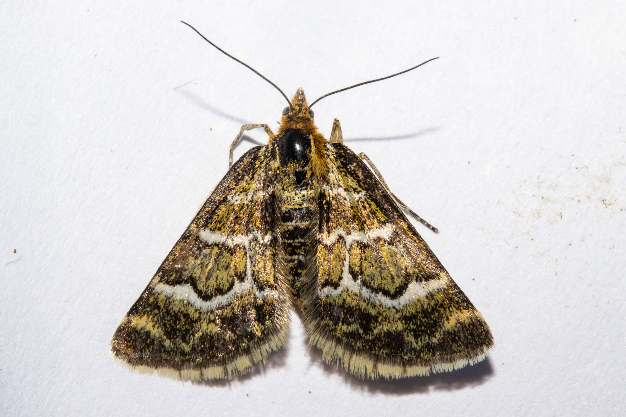 Image of Notoreas paradelpha Meyrick 1883