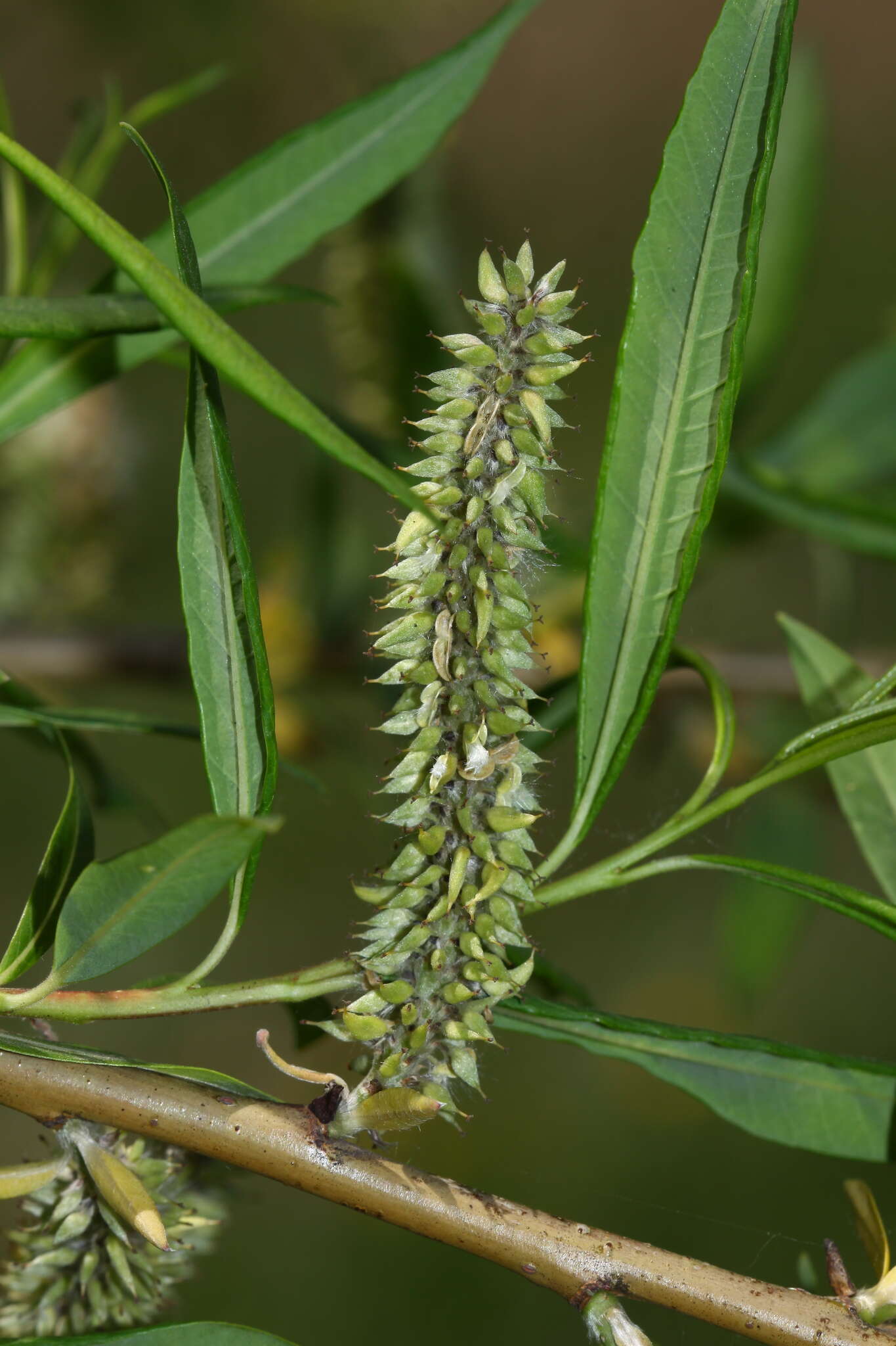 Image of Sachalin Willow