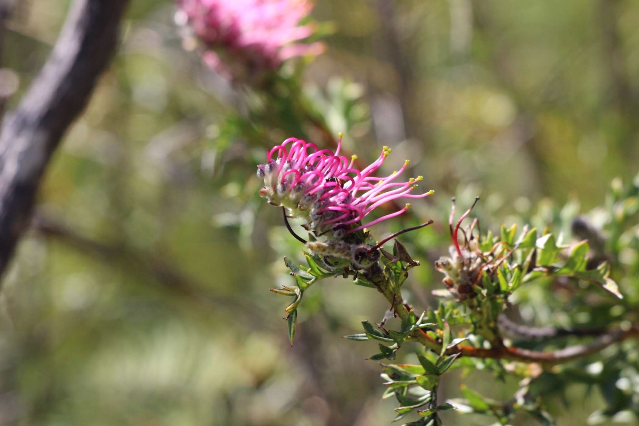 Image of Grevillea acanthifolia subsp. acanthifolia