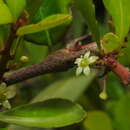 Image de Gymnosporia diversifolia Maxim.
