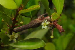 Image of Gymnosporia diversifolia Maxim.