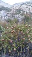 Image of Protea nana (Berg.) Thunb.